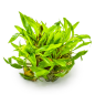 Preview: Cryptocoryne wendtii 'Green'